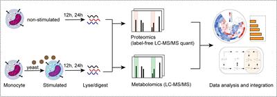 GLUT3 as an Intersection of Glycerophospholipid Metabolism and the Innate Immune Response to Candida albicans